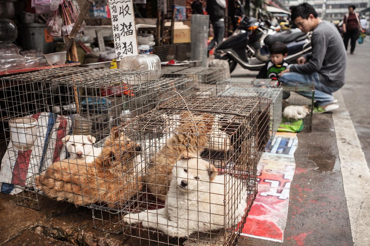 Covid-19 : la responsabilité du marché aux animaux vivants de Wuhan se précise