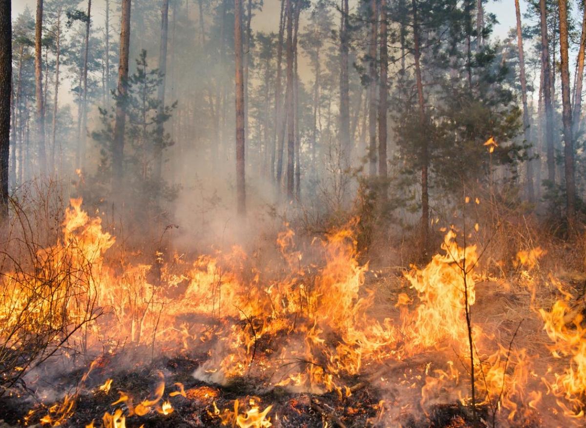 Feux de forêt : ils augmentent le risque de cancer