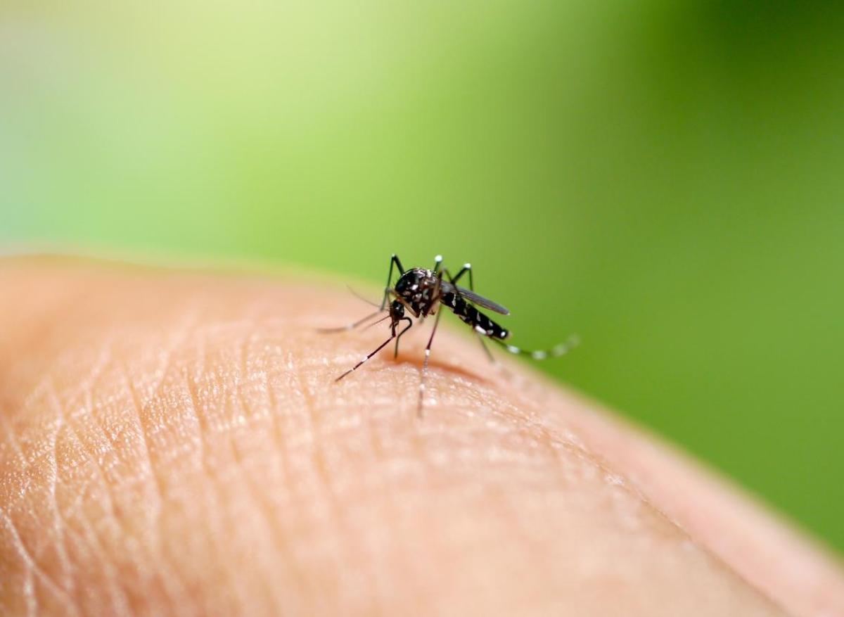 Moustique tigre : hausse inhabituelle des cas de dengue autochtone en métropole 