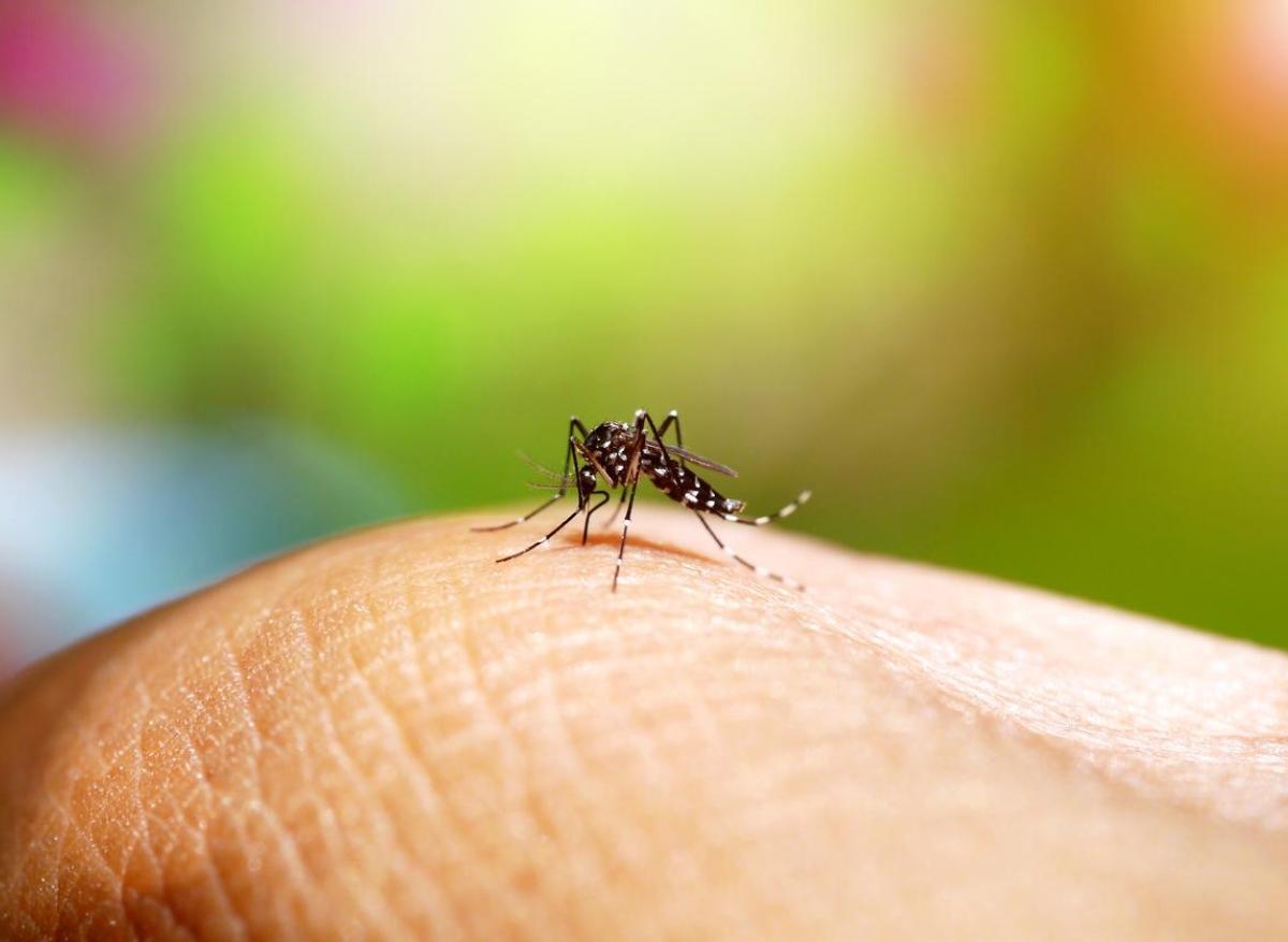 Dengue : la plus forte épidémie en Guyane depuis 20 ans