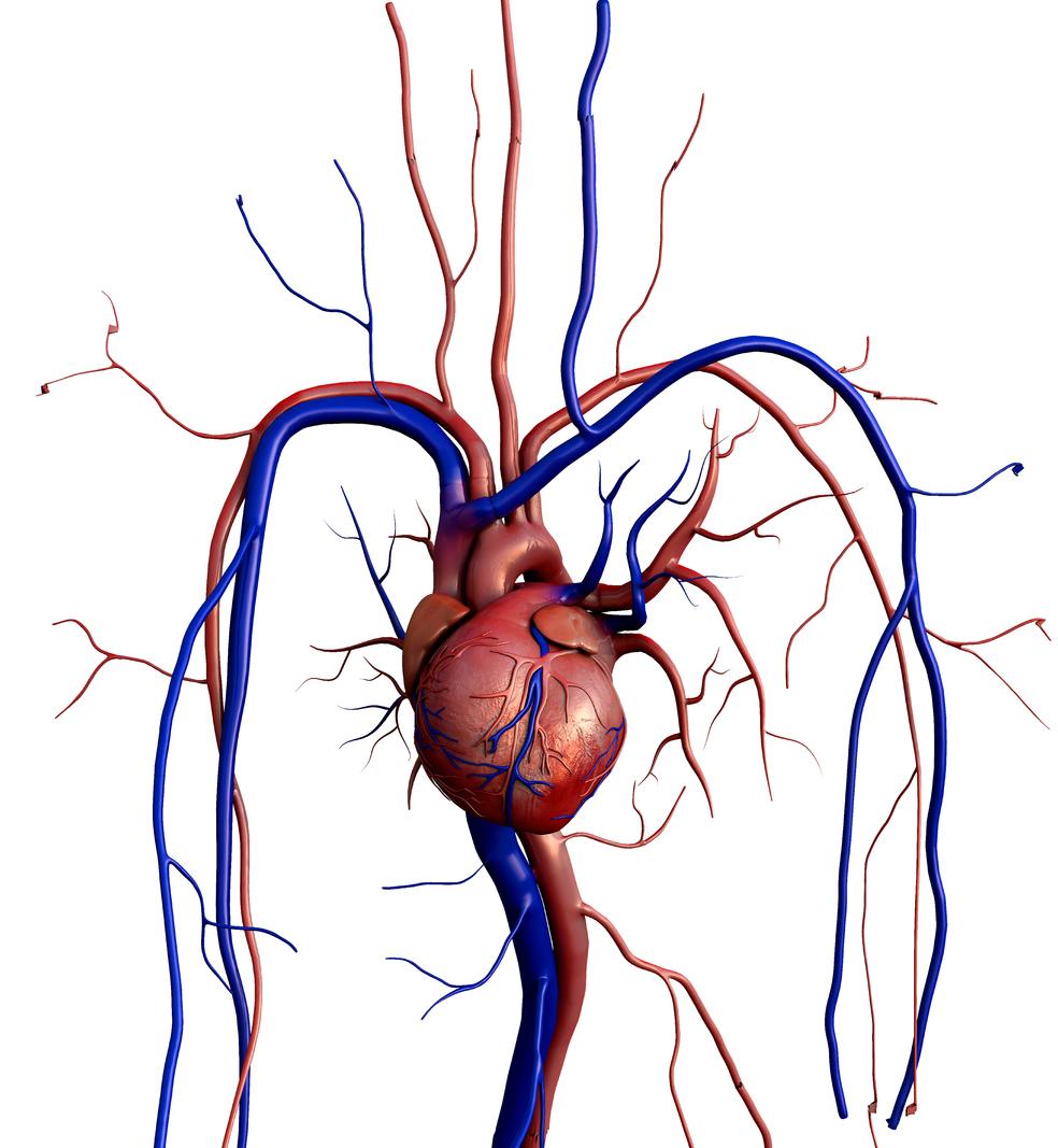 Risque cardiaque après radiothérapie mammaire :  mesurer la dose reçue par l'IVA 