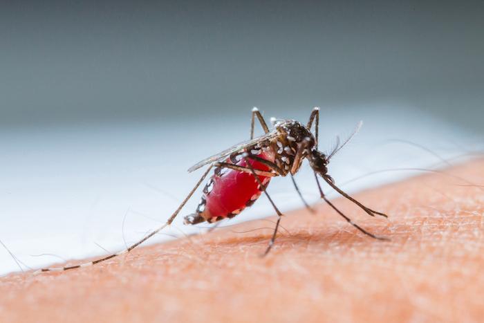 Paludisme : une simple tisane serait aussi efficace qu'un traitement pharmacologique 
