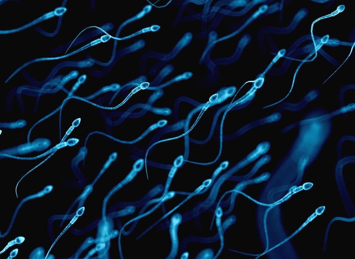 Contraception masculine : une pilule contre la mobilité des spermatozoïdes