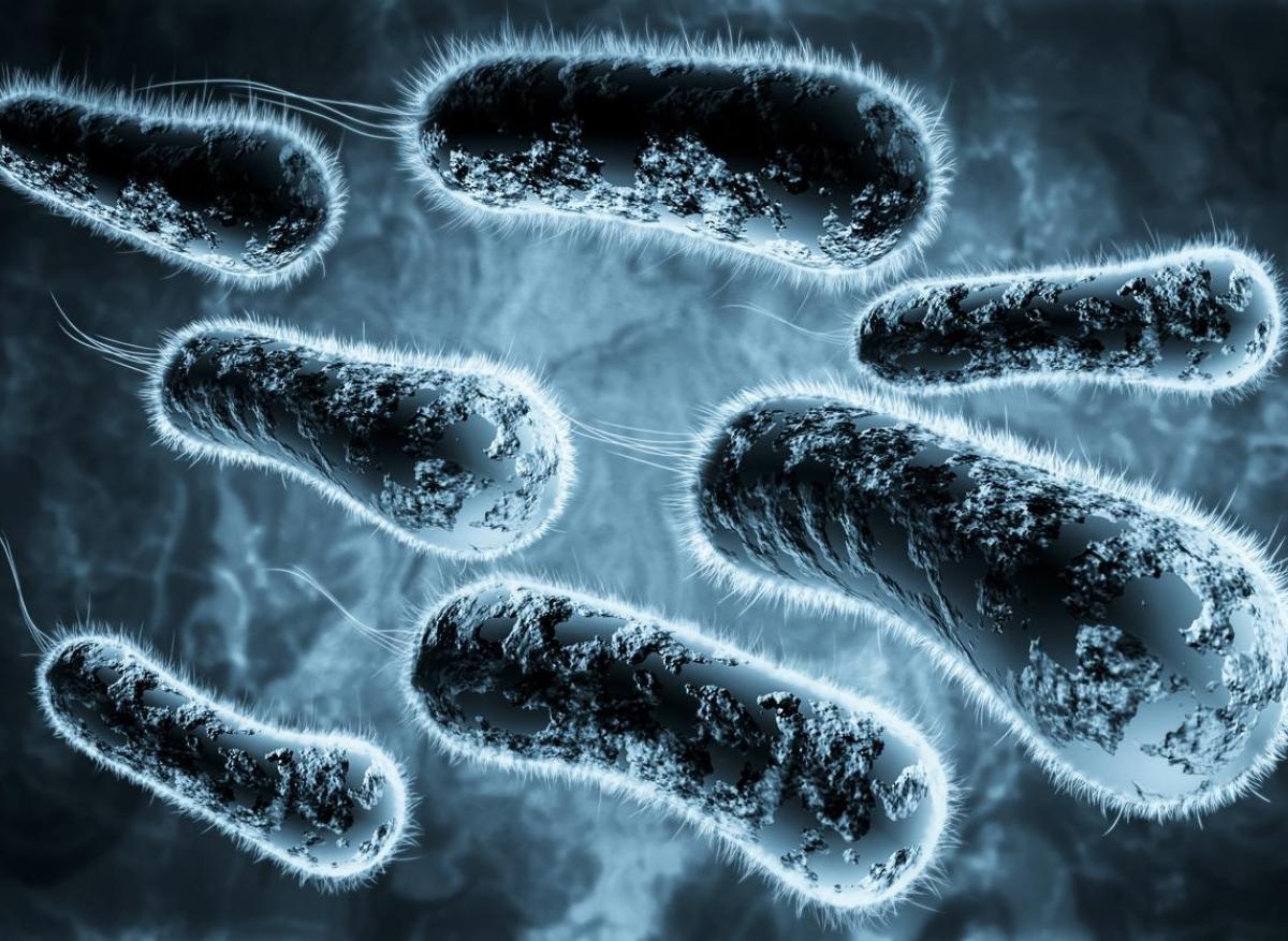 Bactéries : près de 30 nouvelles espèces découvertes chez l'homme