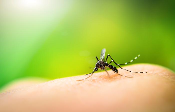 Dengue : la Réunion active le niveau 4 du plan Orsec