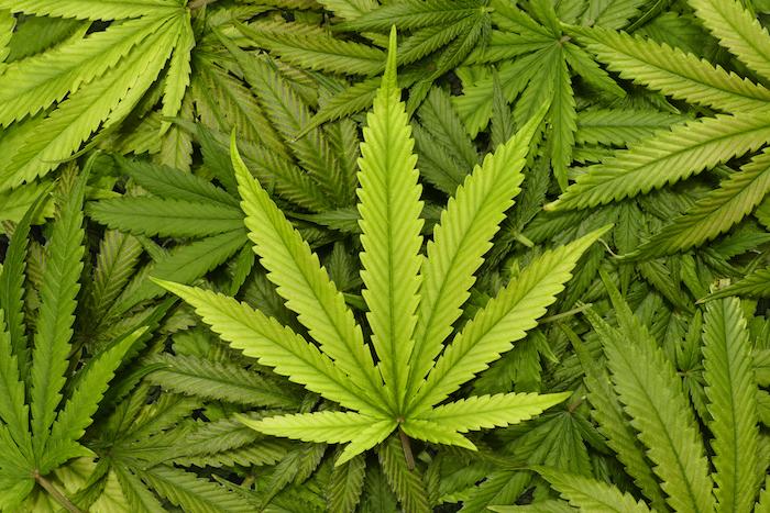 Cannabis : le syndrome cannabinoïde demeure mystérieux aux yeux de la communauté scientifique