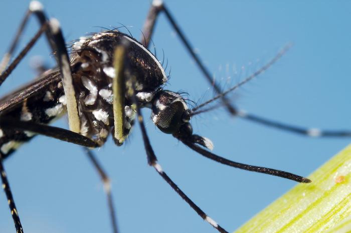 Moustiques tigres : 62 départements concernés et 42 en vigilance rouge