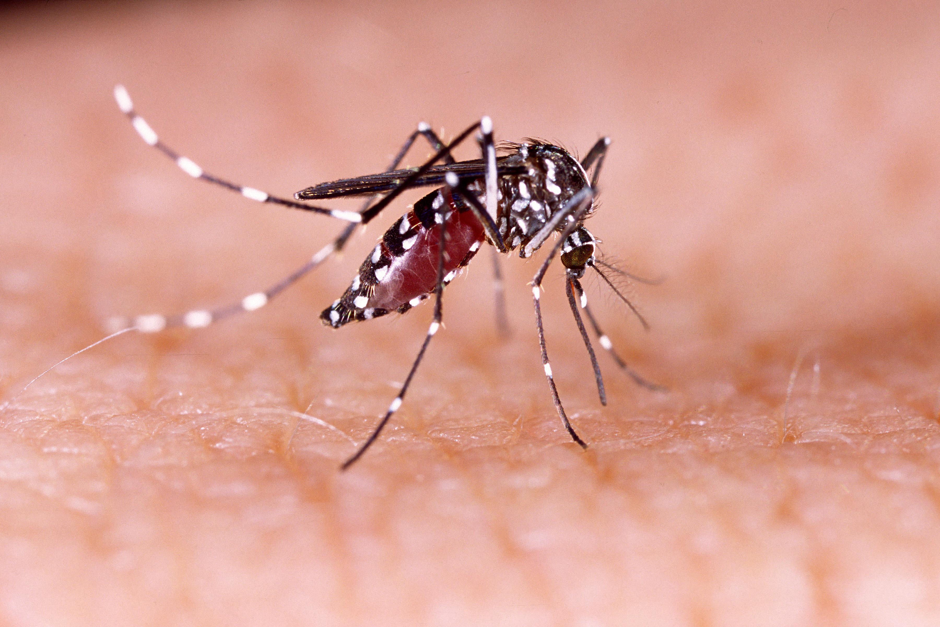 Tarn : un nouveau cas de Chikungunya en Occitanie