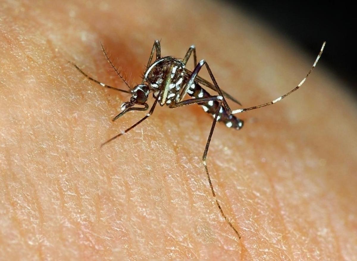 Dengue  : un cas repéré à Nîmes conduit à la démoustication