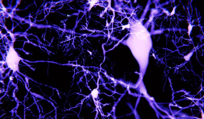 Plasticité neuronale : pour l'apprentissage et la mémoire, servez-vous  aussi de votre deuxième cerveau