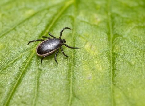 Tiques : un mystérieux virus découvert en Chine