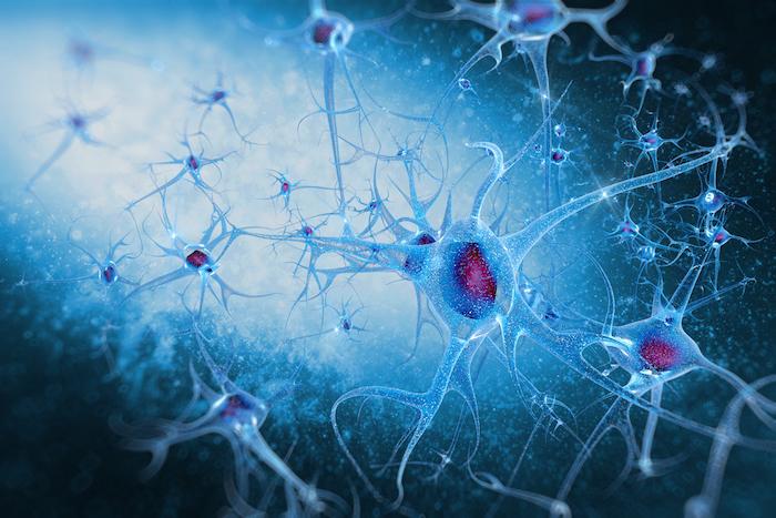 Microglie : son rôle essentiel lors de la connectivité des neurones enfin démontré 