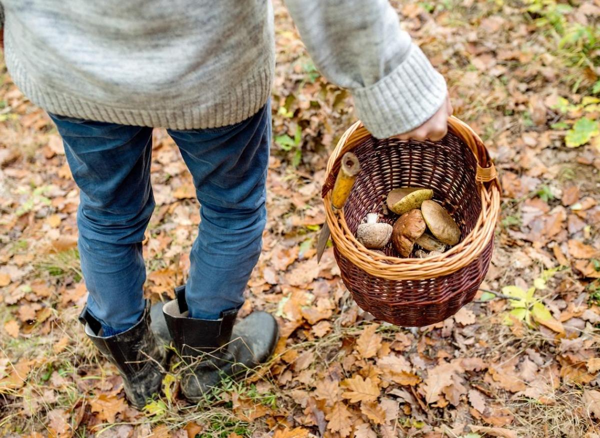 Champignons : alerte de l'ANSES sur des centaines d'intoxications