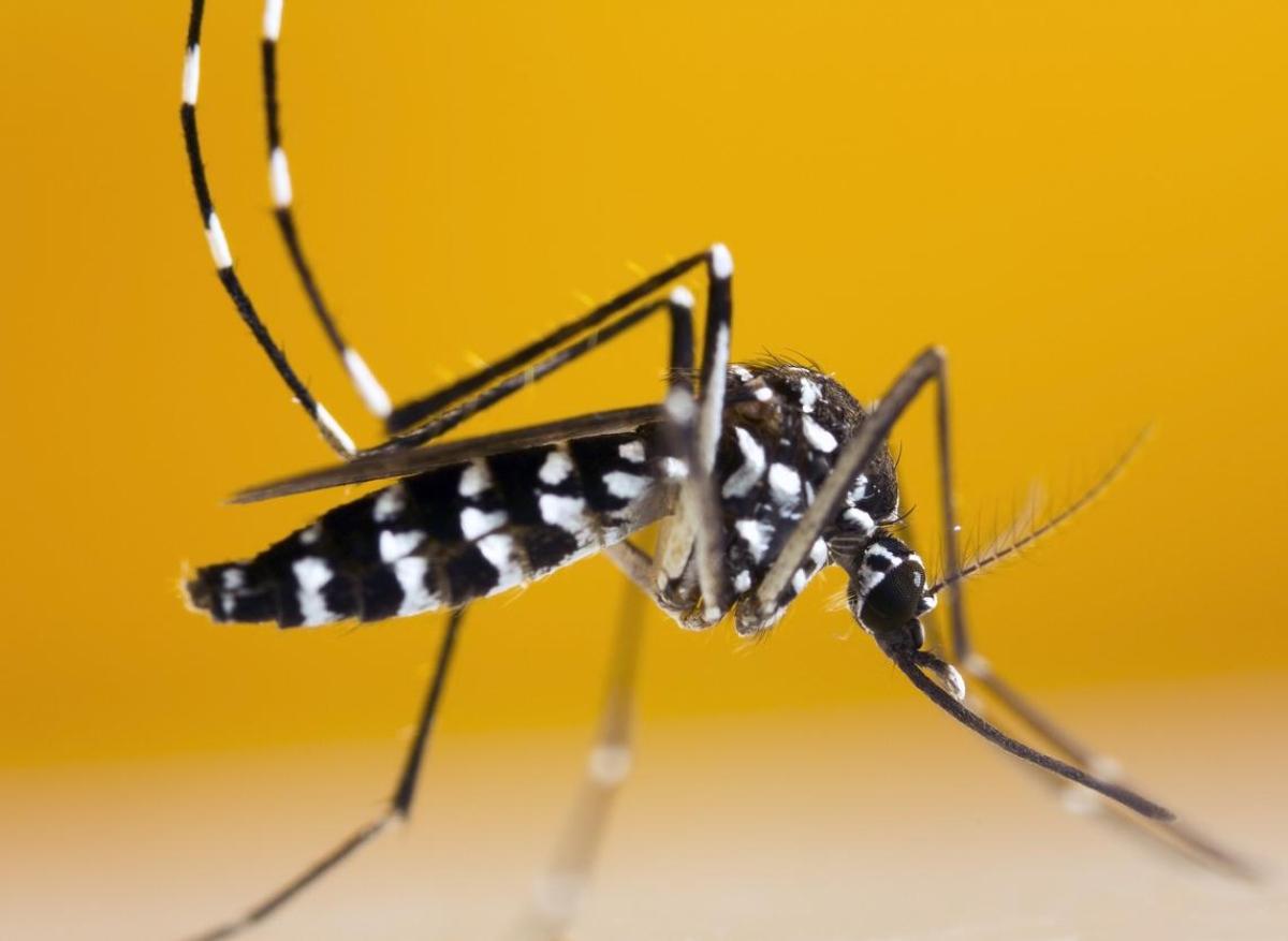 Moustique tigre : il pourrait transmettre deux nouveaux virus