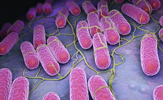 Microbiote intestinal : associée à l’hôte, c’est un super-organisme essentiel
