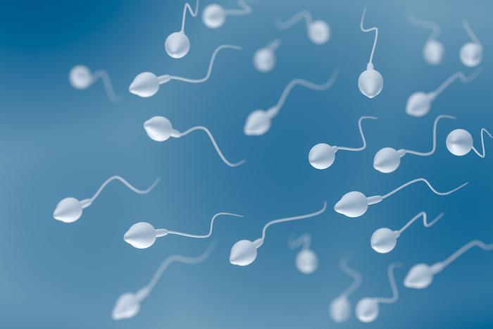 Chlordécone : même une faible exposition affecte les spermatozoïdes