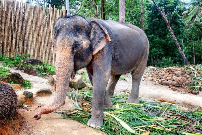 Inde : un risque élevé de tuberculose lié aux promenades à dos d'éléphant