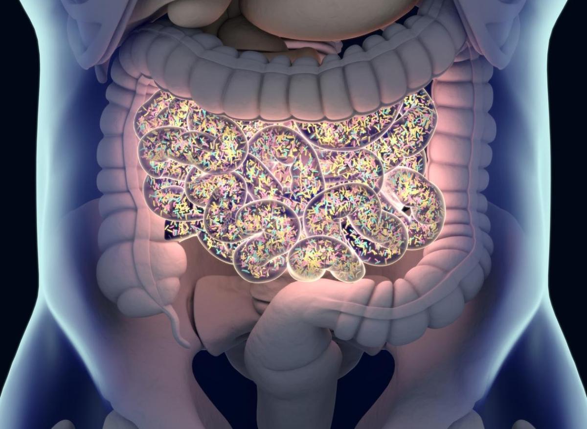 Microbiote : un lien avec la température corporelle 