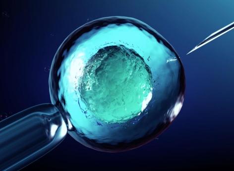 Transplantation : embryons hybrides humains-animaux au Japon