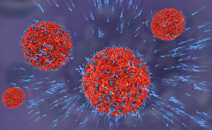 Lupus : un anticorps monoclonal anti-BLyS par voie sous-cutanée