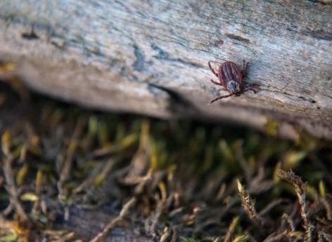 Maladie de Lyme : des chercheurs vont plancher sur un vaccin