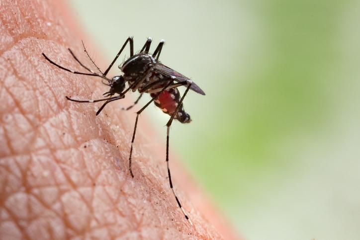 Epidémie à la Réunion : pourquoi le chikungunya fait mal aux articulations