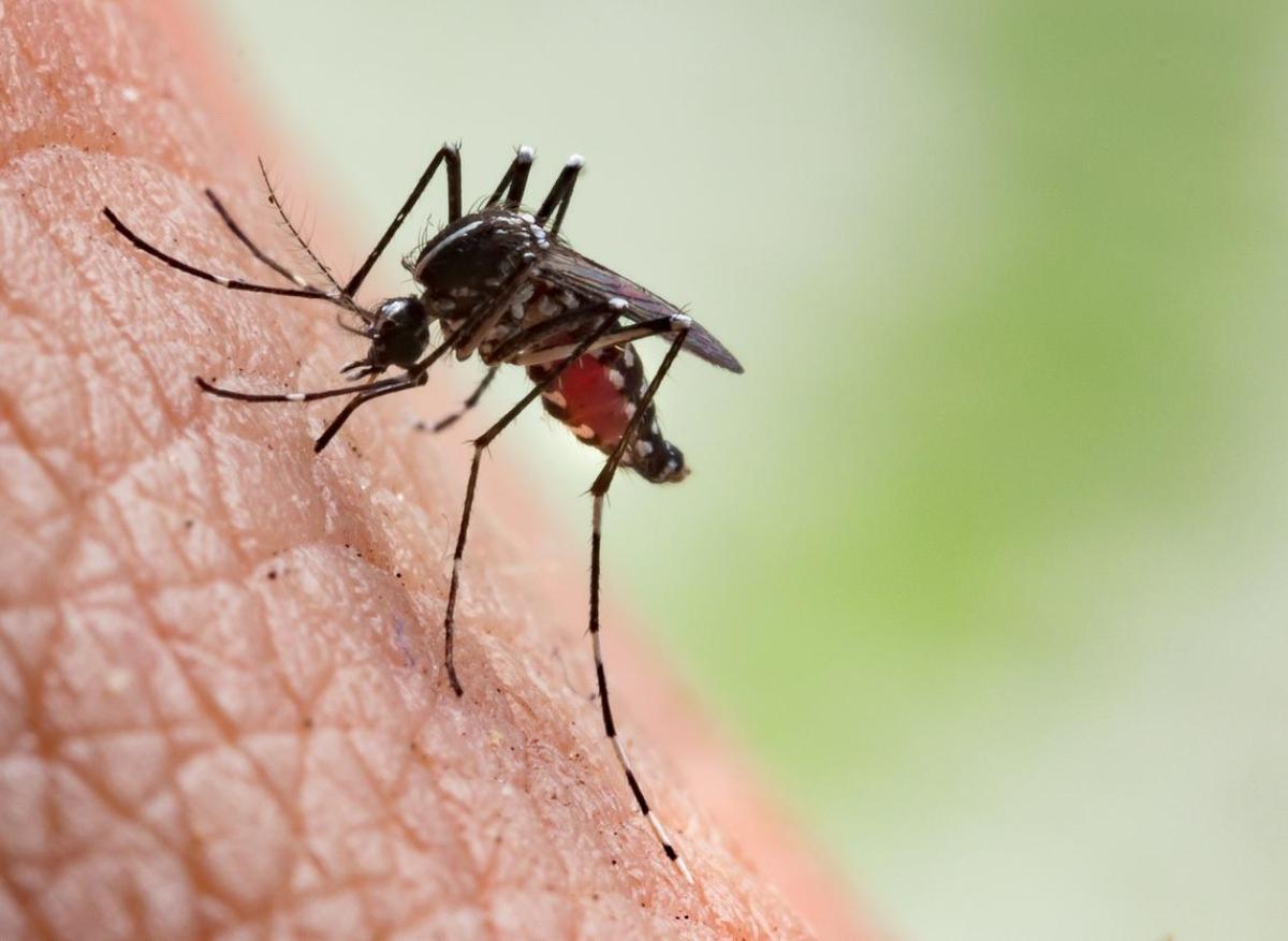 Couleurs, odeurs, lumière : les moustiques attirés par de nombreux facteurs