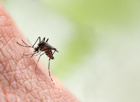 Dengue : l’île de Tahiti touchée par une épidémie à virus de type 2