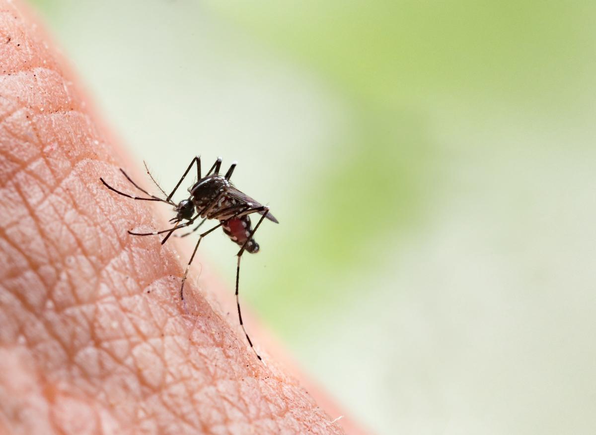 Chikungunya : fort taux d'anticorps neutralisants pour un vaccin français