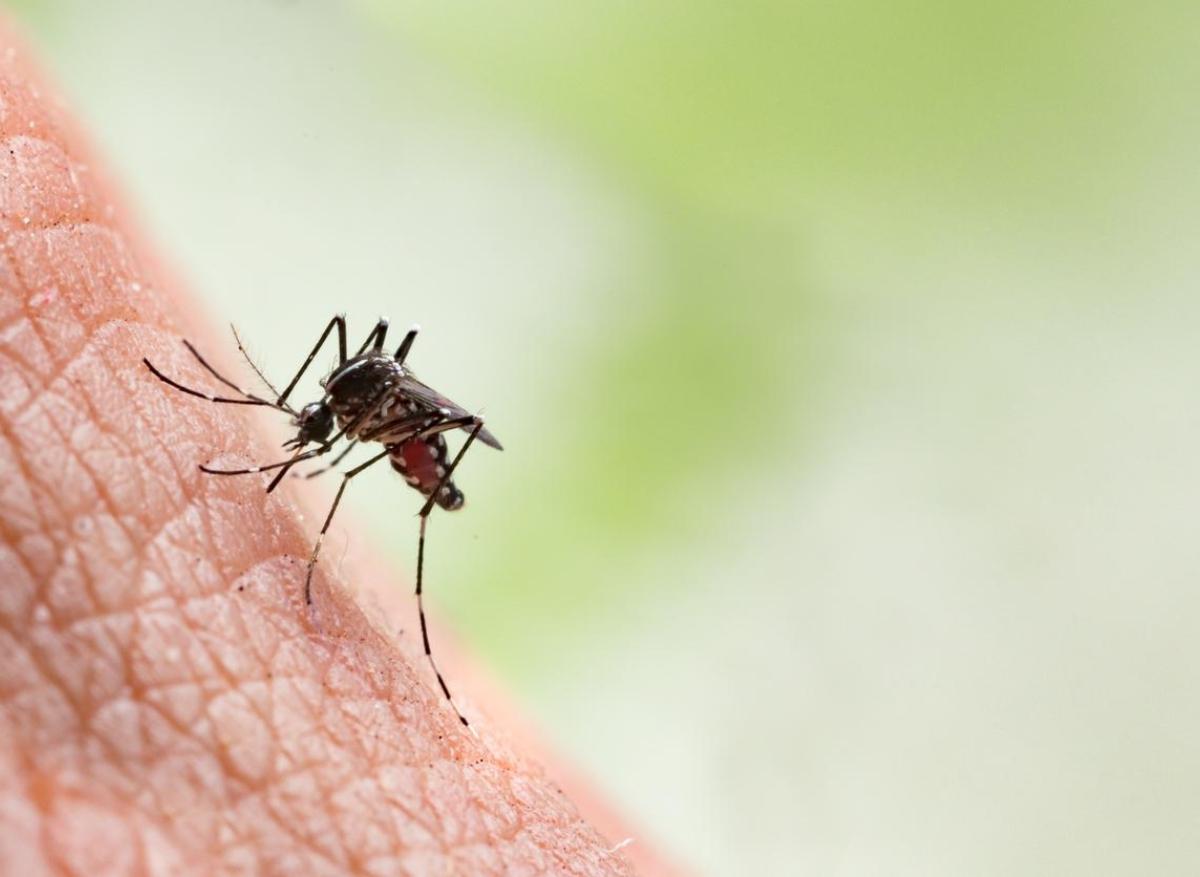 Dengue : premier cas autochtone en Île-de-France