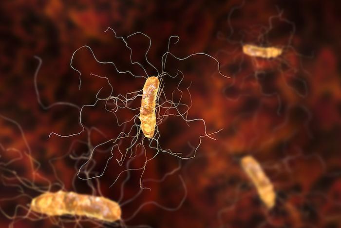 Clostridium difficile : restaurer le microbiote viral est important 