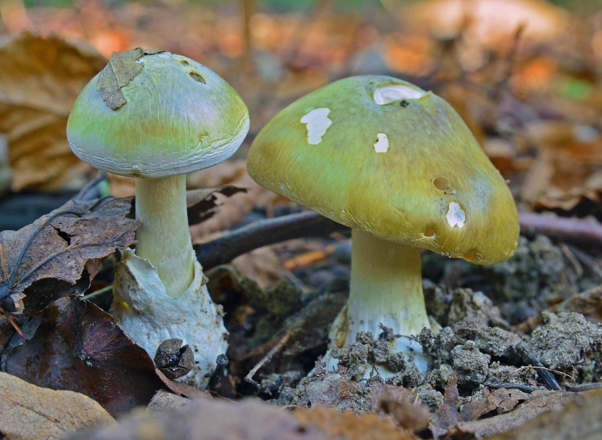 Amanite phalloïde : bientôt un antidote contre ce champignon 