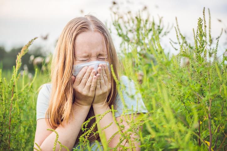 Allergie à l’ambroisie : l’alerte rouge déclenchée 