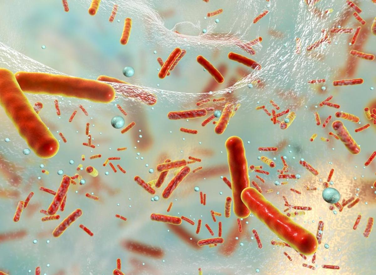 Superbactéries : le changement climatique contribue à leur prolifération