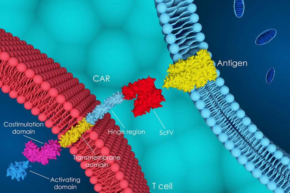 Myélome multiple réfractaire et CAR-T cells : résultats confirmés en vraie vie