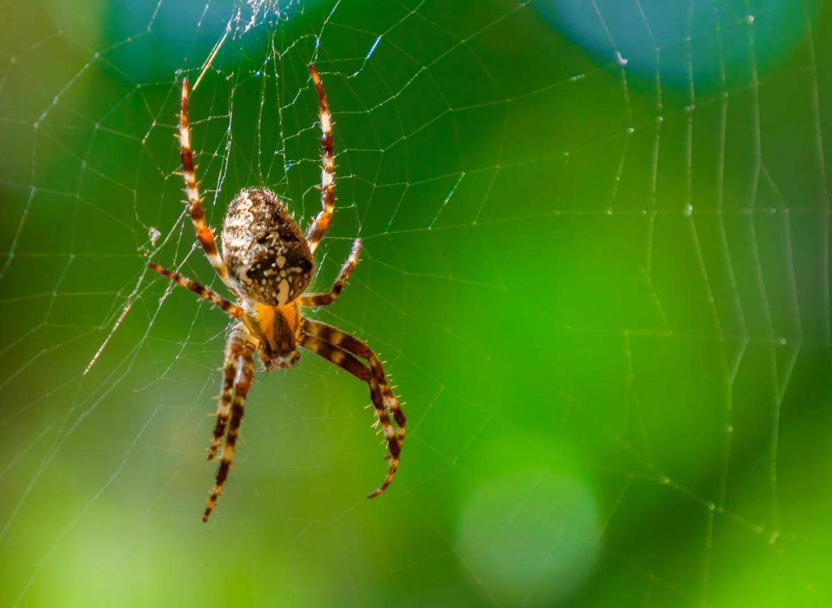 Arachnophobie : la réalité augmentée pour surmonter la peur panique