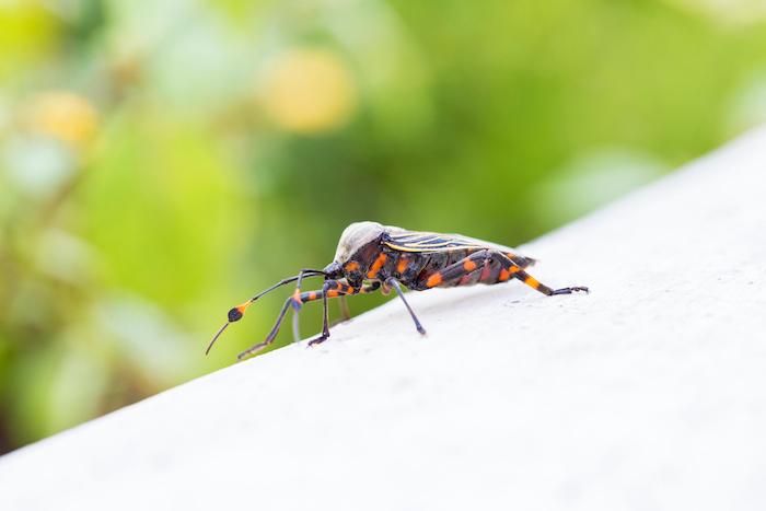 Maladie de Chagas : exportation de son risque cardiaque et de décès hors d’Amérique latine