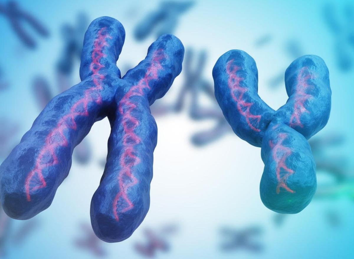 Chromosome sexuel surnuméraire : rare chez les hommes mais plus de maladies