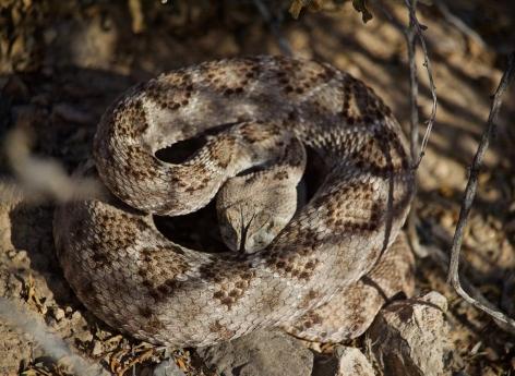 Morsures de serpent : un plan de l'OMS pour réduire les décès d'ici 2030