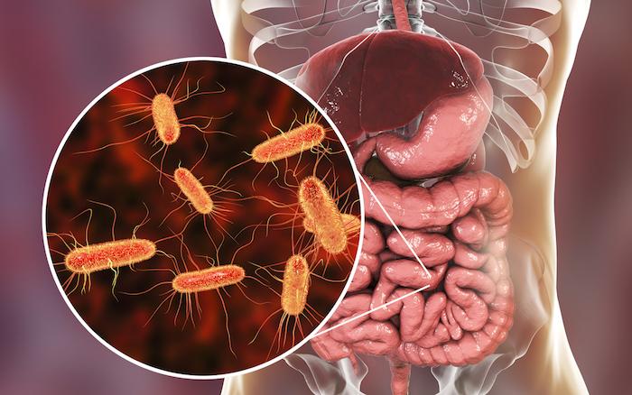 Infections parasitaires : le microbiote intestinal influence leur gravité et récurrence 