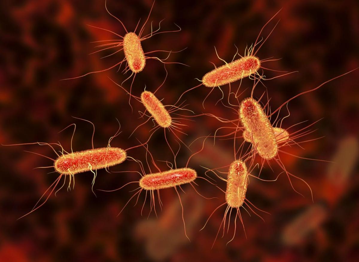 Escherichia coli : un gène de résistance aux antibiotiques identifié