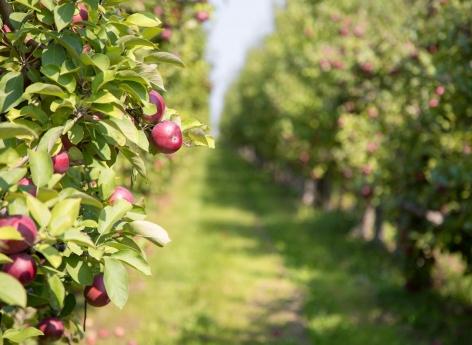 Parkinson : la maladie d'un arboriculteur reconnue comme secondaire aux pesticides