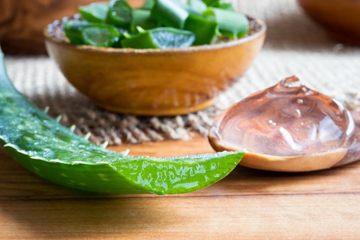 Les feuilles fraîches d’aloe vera sont laxatives et potentiellement cancérigènes