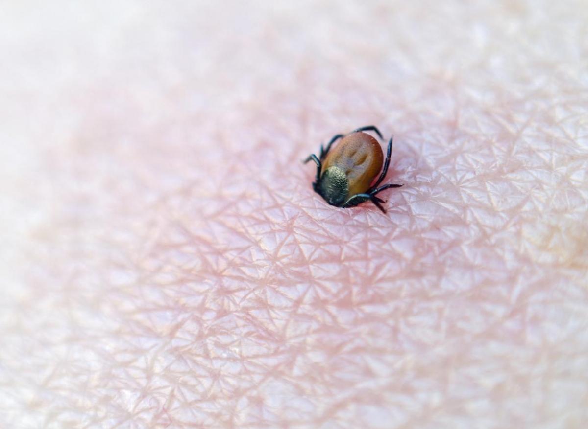 Maladie de Lyme : découverte d’une cible potentielle contre l’infection