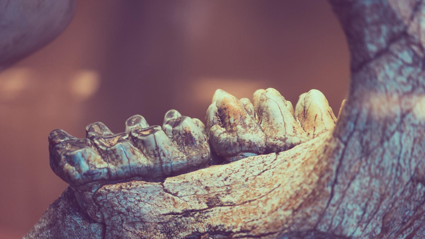 Ces dents vieilles de 25.000 ans dévoilent une habitude insoupçonnée de nos ancêtres