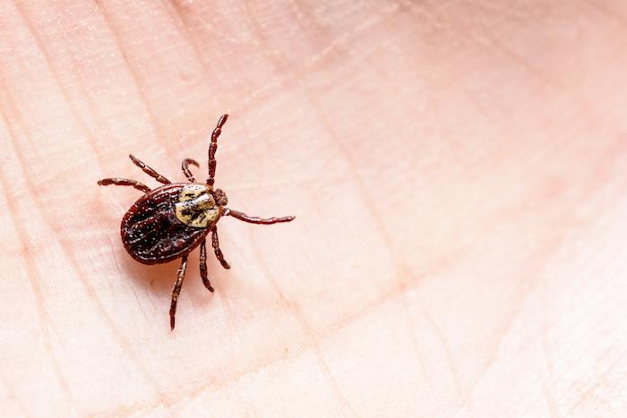 Lyme : l’Académie de médecine désapprouve les recommandations de la Haute Autorité de santé