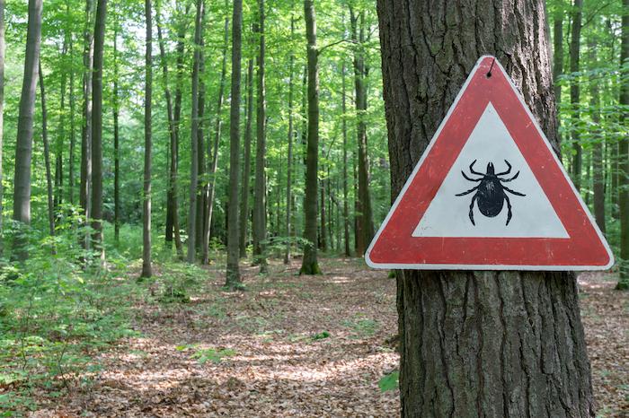 Lyme : de nouveaux tests pour la détecter plus rapidement et mieux la traiter