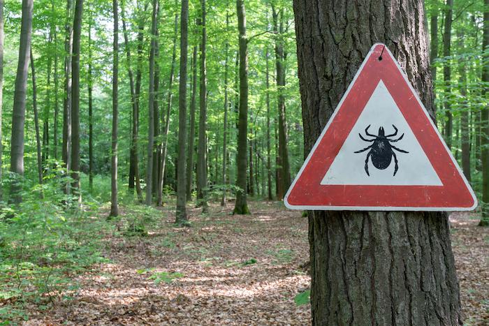 Maladie de Lyme : les douleurs articulaires persistantes expliquées