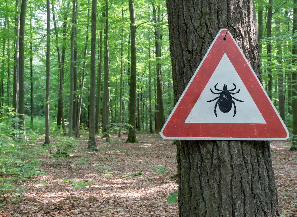 Maladie de Lyme : les régions de particulière vigilance cet été