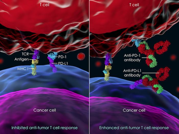 Immunothérapie : peut-on les utiliser au cours des maladies auto-immunes ?